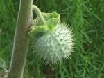 File:Datura fruit.jpg - Wikipedia, the free encyclopedia
