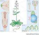 Figure 5 : Auxin in action: signalling, transport and the control ...