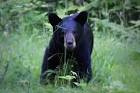 American black bear ursus - via Daymix