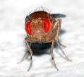 File:Drosophila melanogaster - front (aka).jpg - Wikipedia, the ...