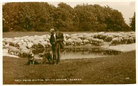 Shepherd George Tuppen with his flock, dewpond near Glyndebourne. To home page \u0026middot; To directory of publishers - HHpub00011