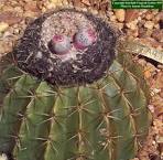 <b>Cactaceae</b>
