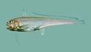 Eucla Cod Euclichthys polynemus - Fishes of Australia