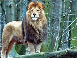 El hombre León, una historia real Images?q=tbn:ANd9GcQk3gpPxcnbU0JQsI1J8IB9qjMPcpGW7PWQ7mKzHQz_AR2ZZHqX