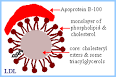<b>Lipoproteins</b>: The general