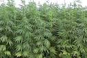 Cannabis cultivation legal? What is Ron Paul smoking? - Shiny Objects