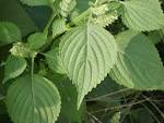 File:<b>Perilla frutescens</b> var.