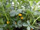Designing the Thomas Jefferson Demonstration Garden | Thomas ...