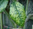 Rose Mosaic Virus