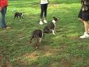 Boston Terriers Rock!