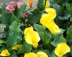 Cesoia & Rastrello di M&M Coltiviamo la Zantedeschia Calle