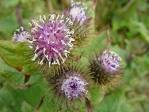 Flowers: <b>Arctium</b> lappa.