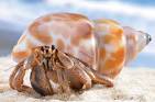 Hermit Crabs as Pets