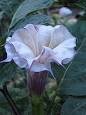 Datura - Wikipedia, the free encyclopedia