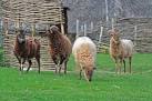 SU0513 : Soay sheep at Cranborne Ancient Technology Centre - via Daymix