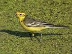Citrine Wagtail - Yellow-hooded Wagtail - Motacilla citreola ...