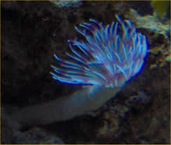 Robyn\u0026#39;s Feather Duster Worm Page - dusty4