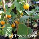 <b>Solanum melongena</b>, Tropical