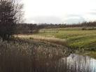 SK7073 : Developing reedbed at Bevercotes Country Park - via Daymix