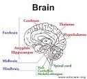 EDUCARER.org WORLD OF INFANTS - ARTICLE - EARLY BRAIN DEVELOPMENT
