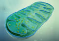 mitochondrion-green-350_tcm18- ...