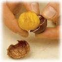chestnut: Definition from Answers.
