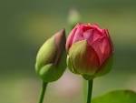 File:Flower Buds.jpeg - Wikipedia, the free encyclopedia