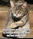 The Way of Cats helps you understand train and love your pet cat