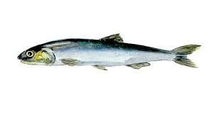 images?q=tbn:ANd9GcQlQ2iTQYSn-nHi96B3Q7JNEdEojTP2gZJD3-PU0twjfZpdvwN67Jb4-ebSQw