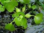 Family: <b>Pontederiaceae</b>