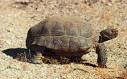 Desert Tortoise Ecology