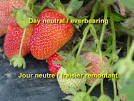 Day neutral / Everbearing