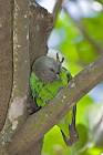 Brown-headed Parrot (Poicephalus cryptoxanthus)
