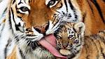 Animal Picture Mother Tiger Licking Cub HD Wallpaper | Animal Pictures