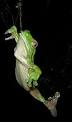 Australian Green Tree Frog - Wikipedia, the free encyclopedia