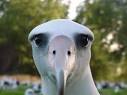 NEATO | Neato Mentions | The ALBATROSS