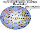 Classification of Organisms