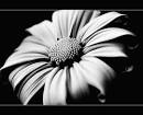 Epic Edits » Archive » 13 Alternative Flower Photography Tips