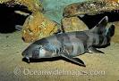 Carpet Shark Stock Photos Pictures
