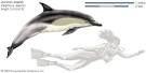 When the whales become Calderon dolphins … The real story behind ...