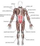 Muscle Building Anatomy Glossary - Free Fat Belly Loss