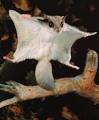 Wildlife Rehab Clinic - Education Flying Squirrel