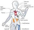 THE IMMUNE SYSTEM