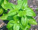 Ambrosia Natural: ALBAHACA: BENEFICIOS Y EFECTOS SECUNDARIOS