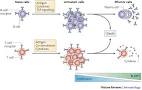 Figure 3 : BLIMP1 guides the fate of effector B and T cells ...