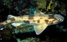 Sharks, Skates, and Rays - Treasures of the Sea