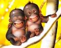fun monkey
