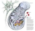 Increasing Longevity By Disabling Engines of Mitochondria
