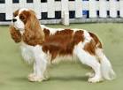 2011 May veterinary pathology images & words