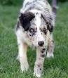 border collie